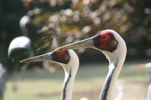 twin-cranes