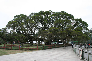 1000-year-old-tree2